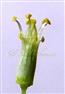  Stamens (Monoadelphous)